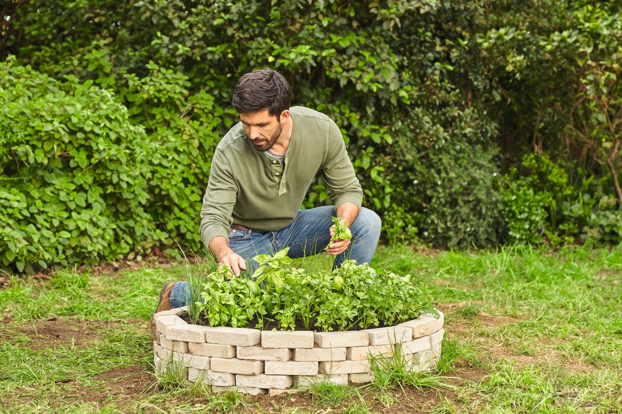 A man harvests herbs from a round, stone-bordered bed