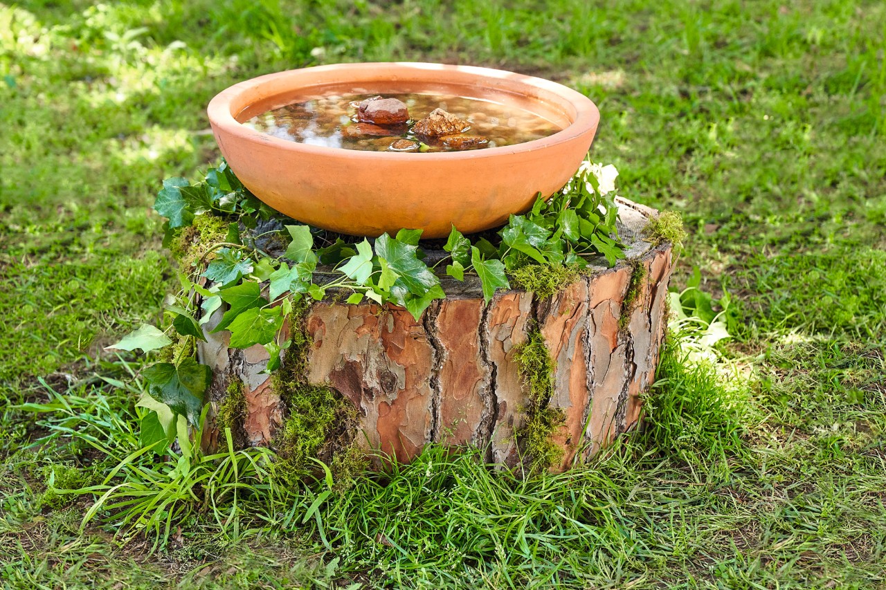 A birdbath on an ivy-clad tree stump