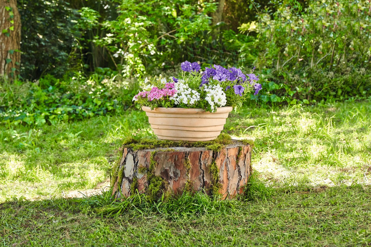 A flower tub on a tree stump