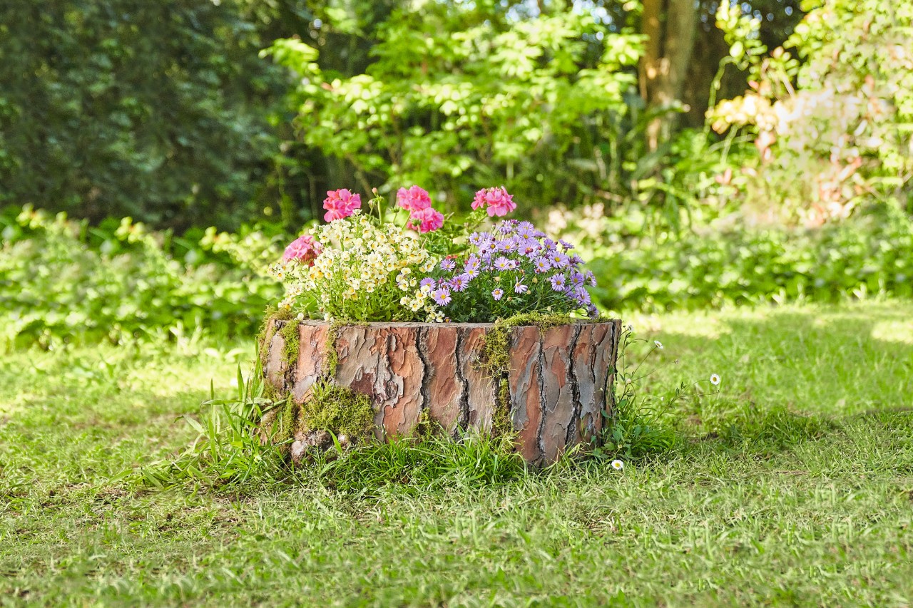 Colourful flowers growing from a hollowed-out tree stump