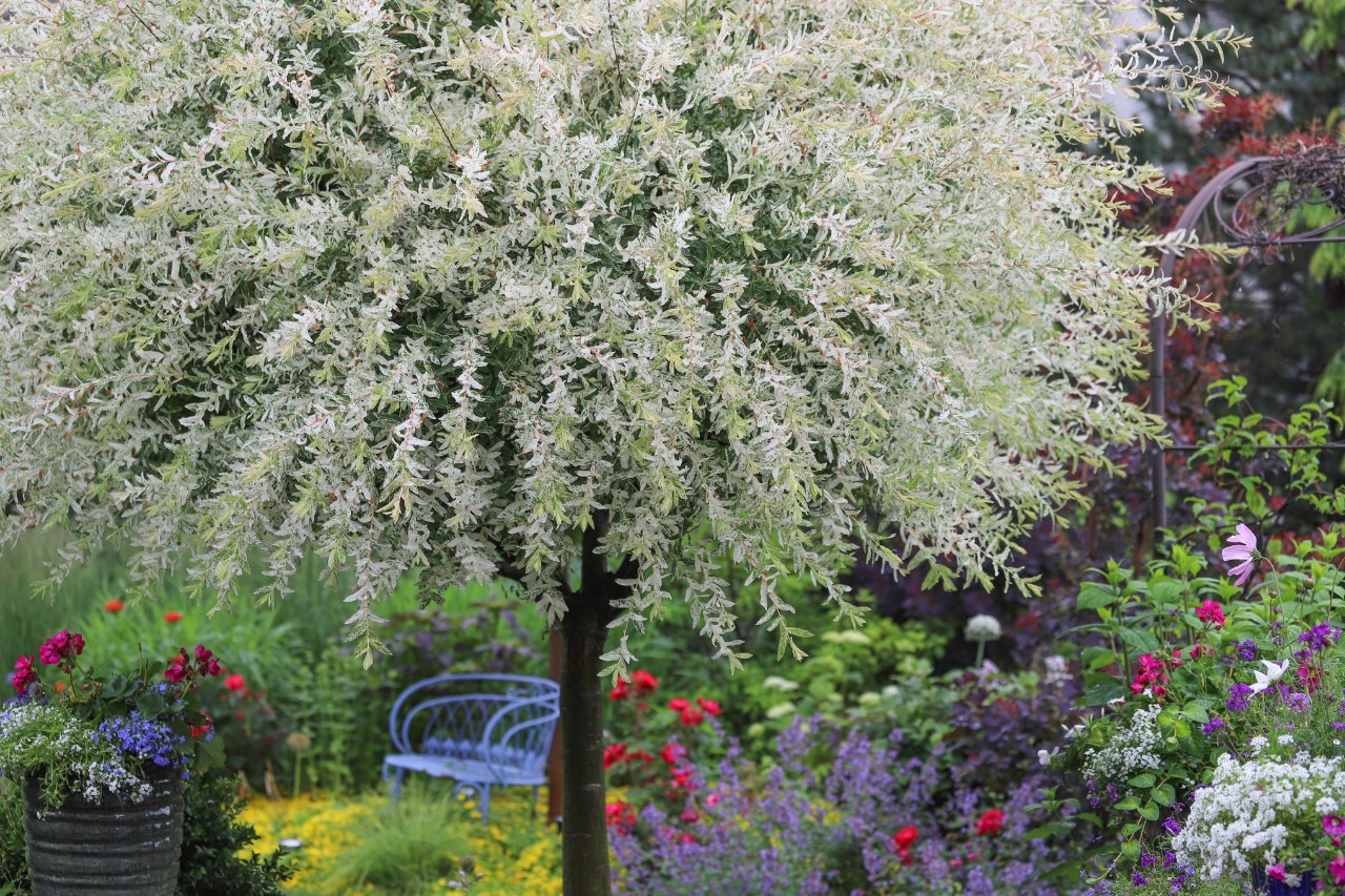 Vibrant flamingo willow in a small garden