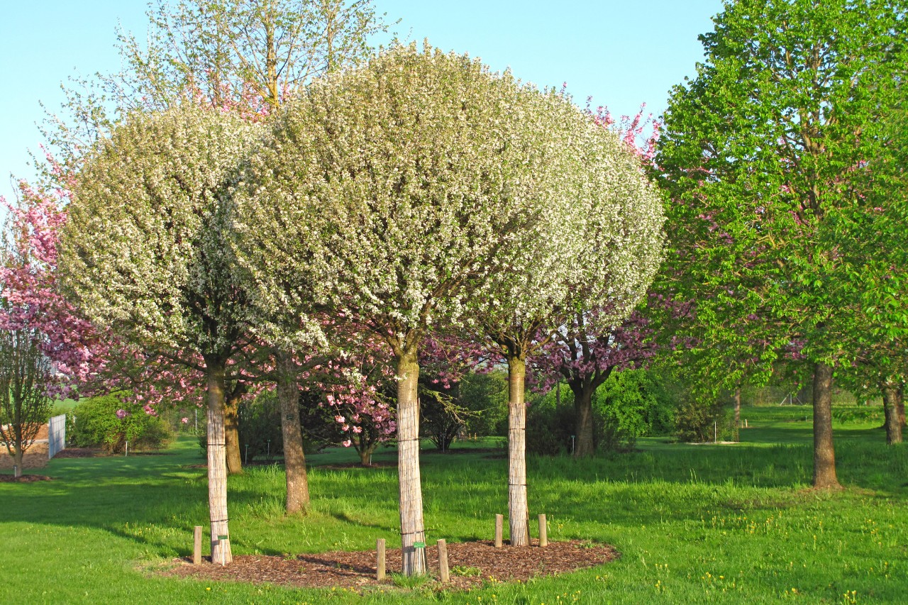 Group of short ball-crown trees in a small garden