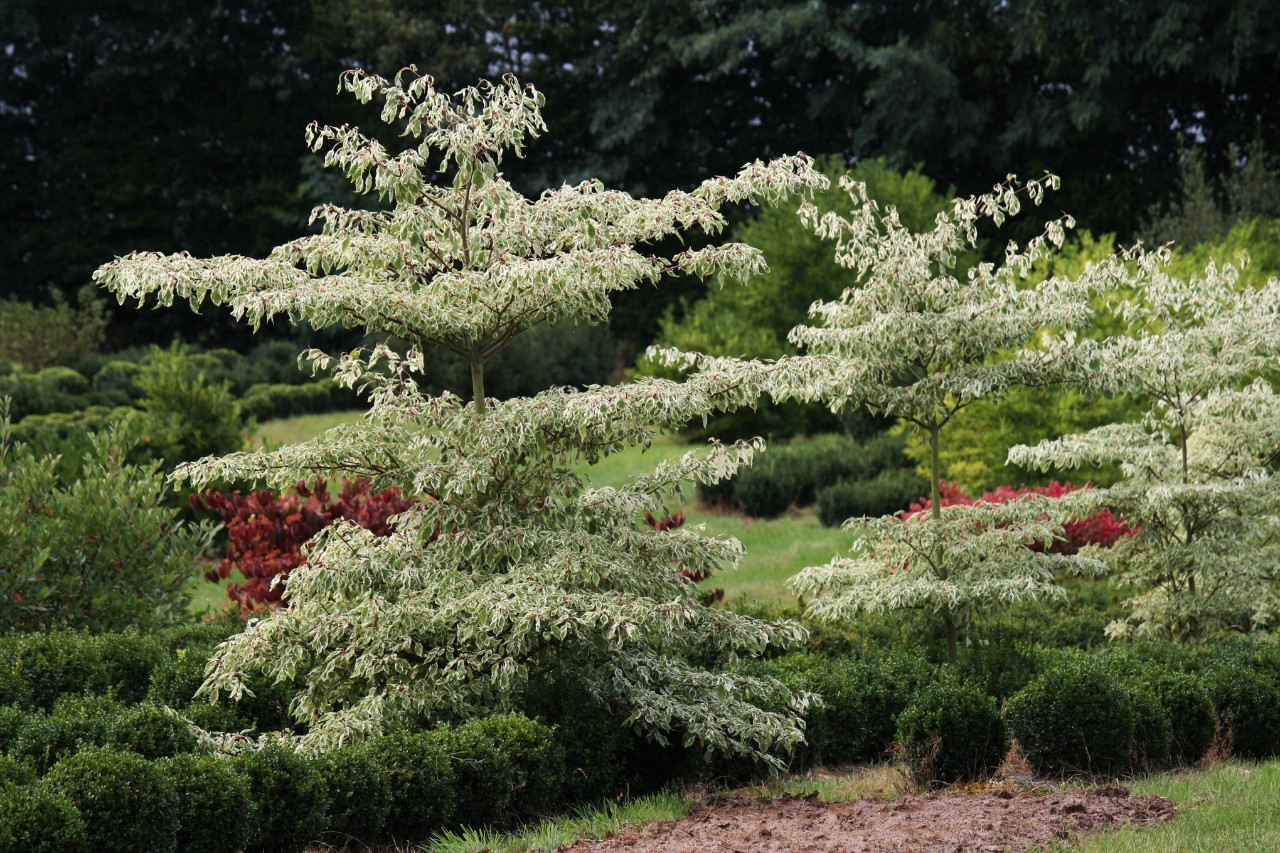 A wedding cake tree on a garden plot