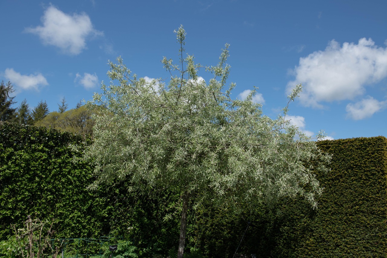 Flowering small willow-leaved pear tree