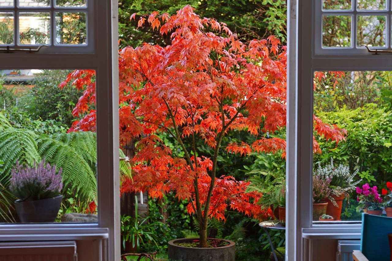 A view from a veranda of a purple Japanese maple in a small garden
