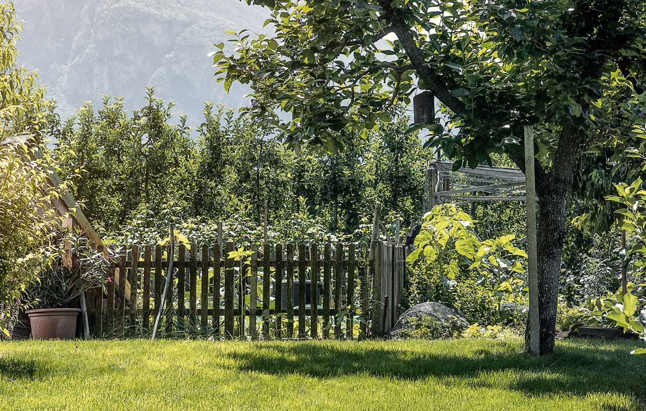 A short deciduous tree in a small, fenced garden