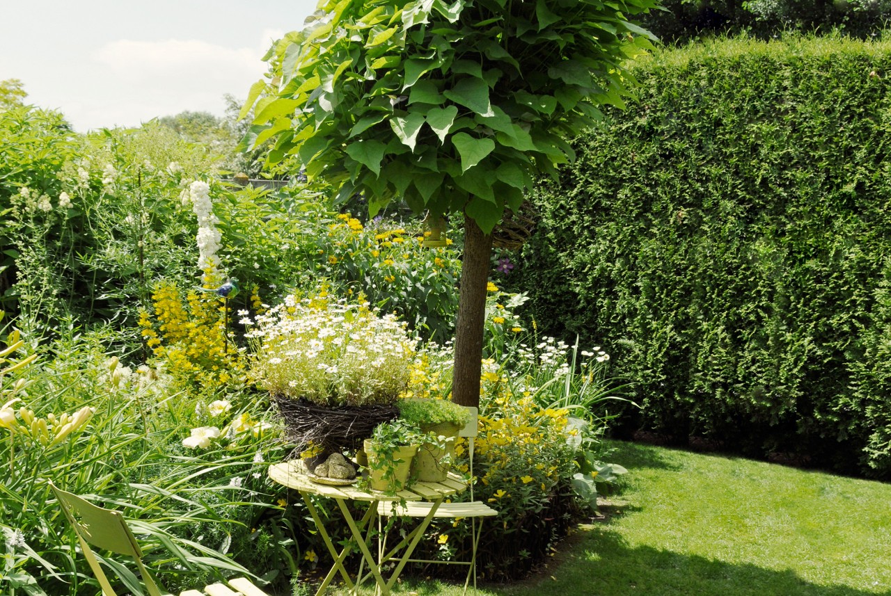 Small deciduous tree in a garden, surrounded by flower pots