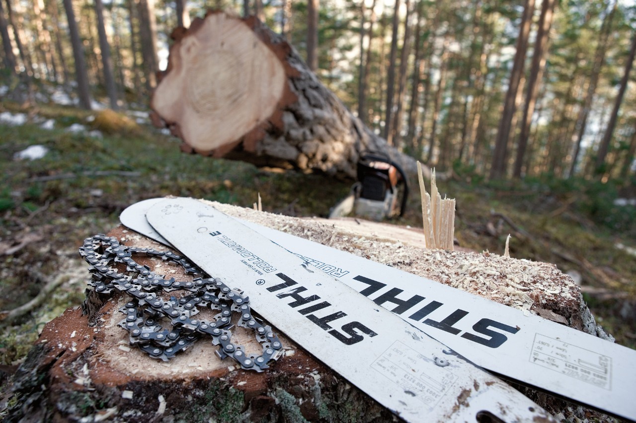 Two Rollomatic guide bars and saw chains on a tree stump in the forest