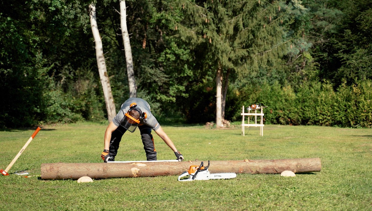 A person wants to cut firewood and therefore marks the later cuts on a tree trunk with a measuring tape