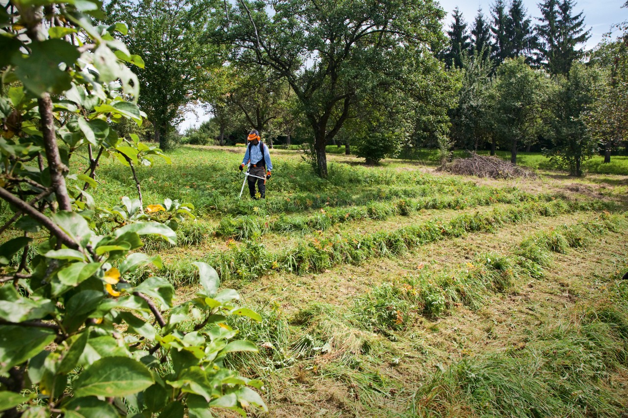 Person mowing along a slope with a STIHL FS 240 brushcutter