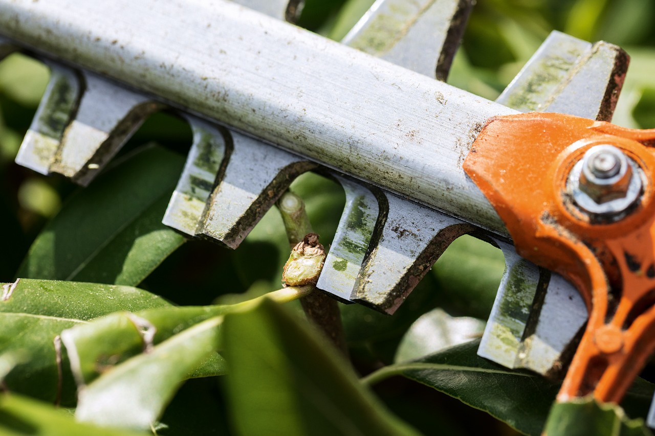 Close-up of sharp teeth on a hedge trimmer while cutting a hedge