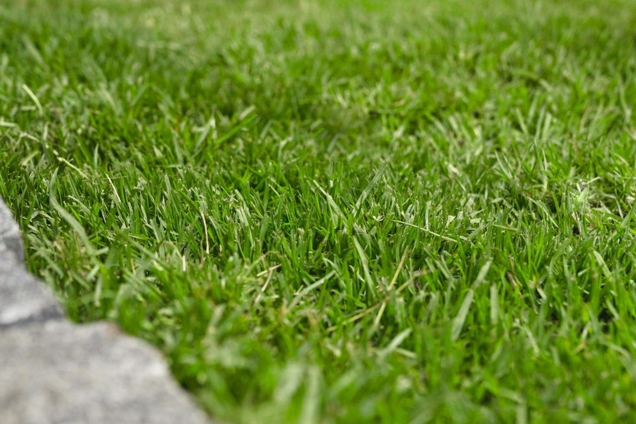 Lawn